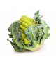 Chou Romanesco